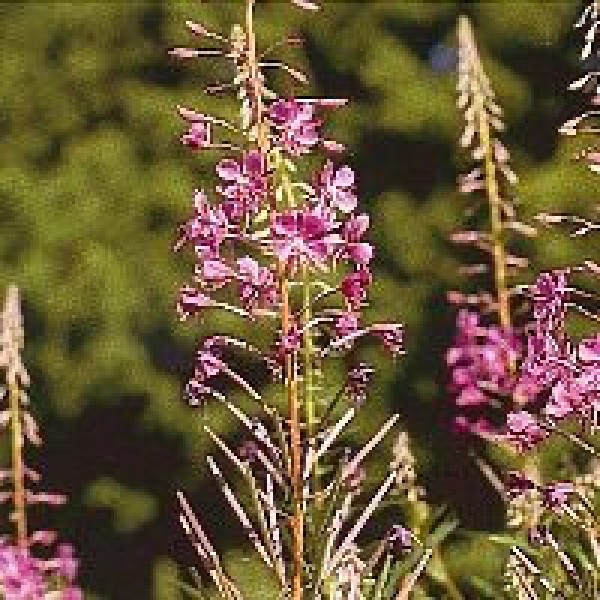 Epliobe / Fireweed 15ml