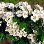 Hawthorn (Weißdorn) 7,5ml MHD 10.2024