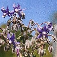 Bourrache / Borage 15ml