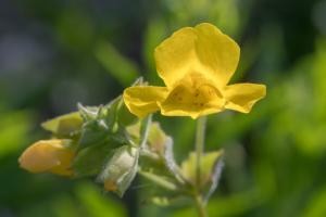 Mimulus (Gauklerblume) 15ml MHD 10.2024