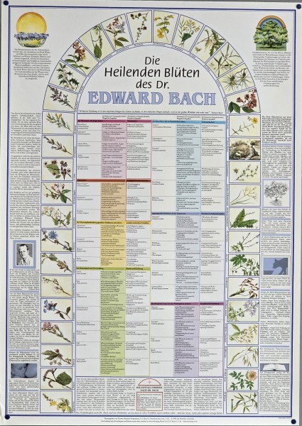 Bachblütenposter - Die Heilenden Blüten des Dr. Edward Bach auf Deutsch