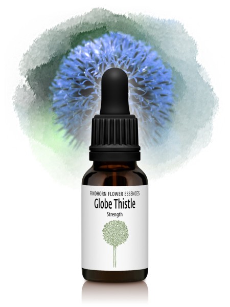 Globethistle 15ml