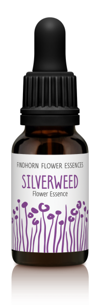 Silverweed 15ml